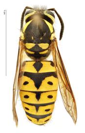   Vespula pensylvanica , dorsal view; photo by Hanna Royals, USDA APHIS PPQ ITP 
